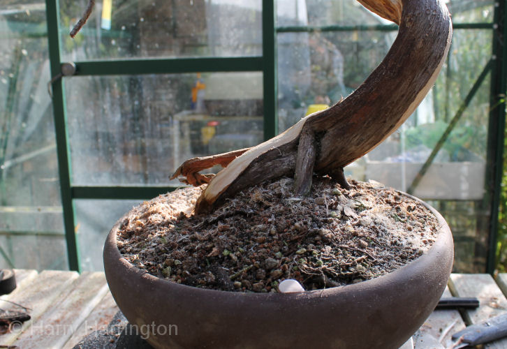 juniper bonsai